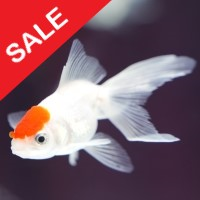 Fish n Grid MT4